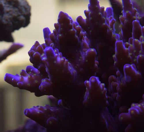Acropora ID. det ligner IKKE valida på vækstform og slet ikke nana.JPG