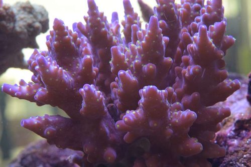 Acropora ID. lys lilla spidser, neon grøn polyp og lilla base der blir lidt lys-hvid ved base.JPG