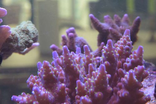 Acropora ID.JPG