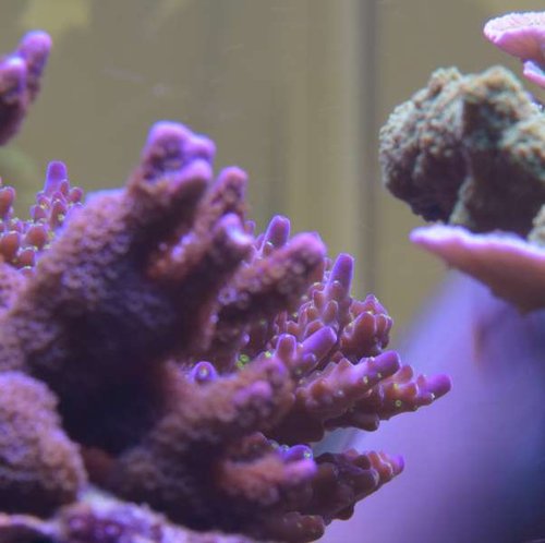 Lilla montipora.JPG