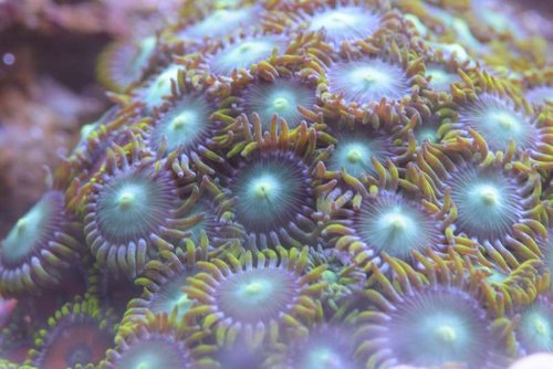 Zoas.JPG