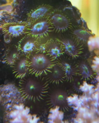 Zoas1. ID.JPG