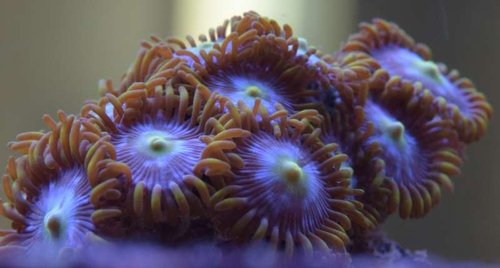 Zoas1.ID. anden placering.JPG
