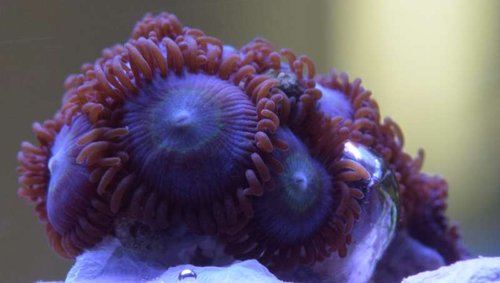 Zoas2.ID.JPG