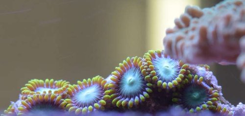 Zoas3.ID.JPG