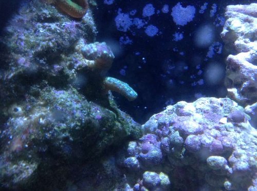 isaurus tuberculatus aka snake polyp