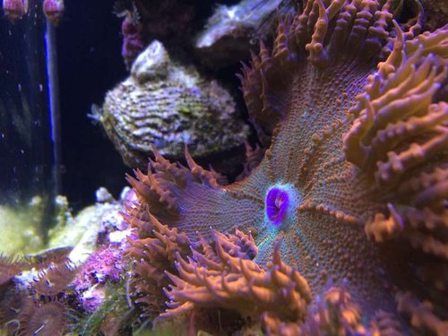 Rock flower anemone