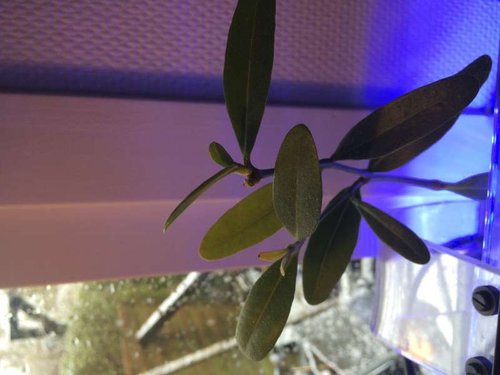 Sort mangrove de tåler lav fugtighed og ik som rød mangrove der kræver høj fugtighed, så sort kan stå frit over akvariet.