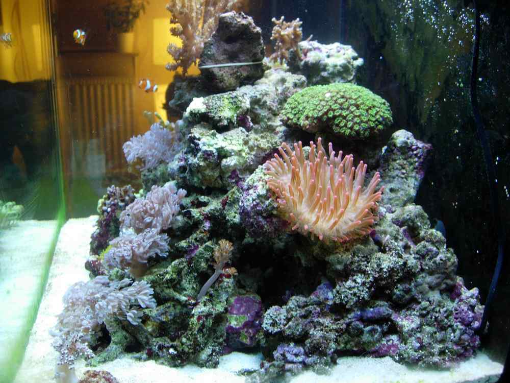 sideview med galaxea og anemone