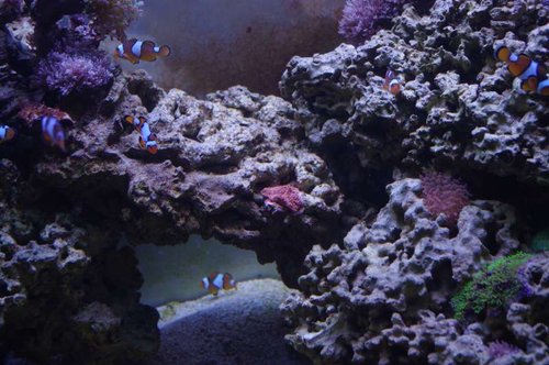 Den lille røde plade montipora blev sat på stenen, for en uge siden, og har vokset ca. 0,5 cm på den uge. Jeg håber at den kommer til at vokse ud og danne et halvtag.