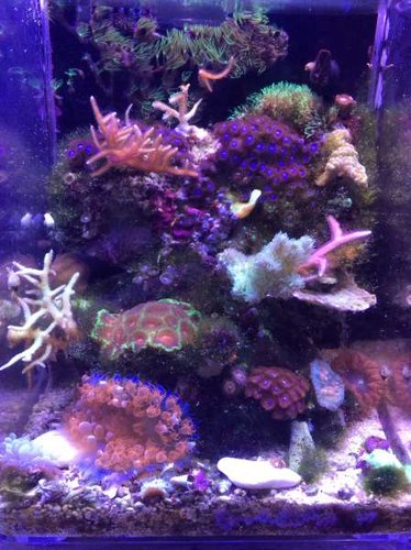 image.jpg (44.82 KiB) Vist 2454 gange Iq3 1,5år