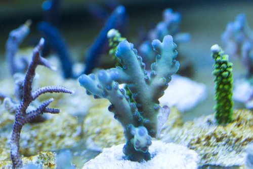 Granulosa??