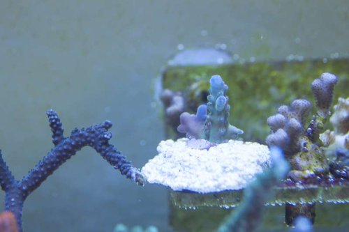 Granulosa?