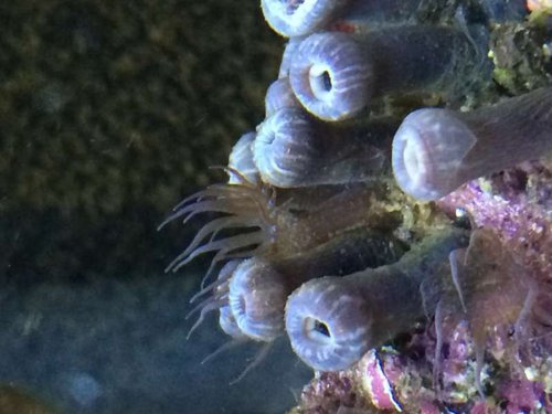 zoa