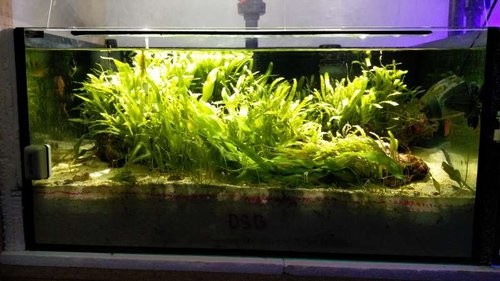 160 L Refugium.