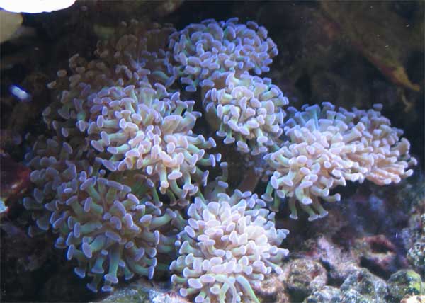 euphyllia.jpg