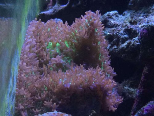 South sea mushroom