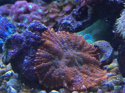 Cap.America mushroom
