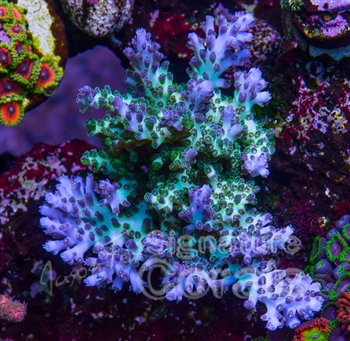 Ora´s ”pearlberry” er en Acropora desalwii Den kommer oprindelig fra Australien og Indonesien. ORA mistede den på et tidspunkt helt. En samler og acro-ekspert/entusiast, Dan Rigley, havde som den eneste, formået at holde den i live og sælge fragmenter. Den sælges som en ORA pearlberry, men burde nok kaldes Rigleys pearlberry. Forskellen på A.desalwii og ”pearlberry” er, at den ene kommer fra Australien og har grønligt væv, mens ”pearlberry” fra Indonesien  har en mere grå/blå nuance i vævet.