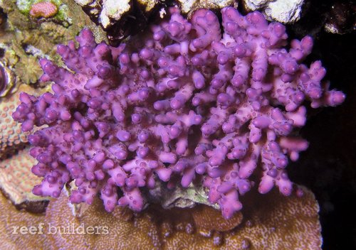 ”Purple Monster” er en mytisk koral.  Den er sjælden, både i naturen og i akvarier. Den er sart over for ændringer/svingninger i forholdene. Minder om A.granulosa eller A.loripes. Den har, som granulosa, ret tykke grene.