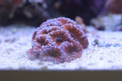 DSC_0158.jpg