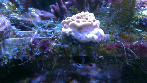 Korallen ca 5 måneder efter jeg fik den. Som man ser, er jeg oppe imod en overmagt af alger. Det er der en forklaring på (forhøjet jod og dermed generel ubalance), men det vigtigste er – at korallen trivedes fint. Algerne er der siden kommet styr på.