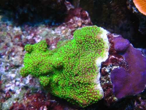 Montipora efflorescens