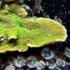 Montipora australiensis