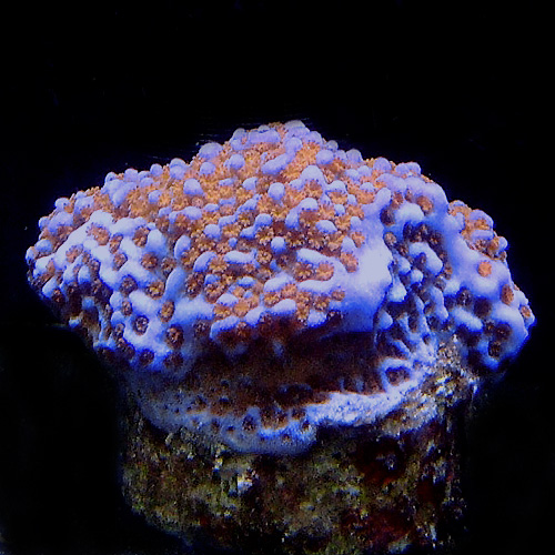 Montipora tuberculosa