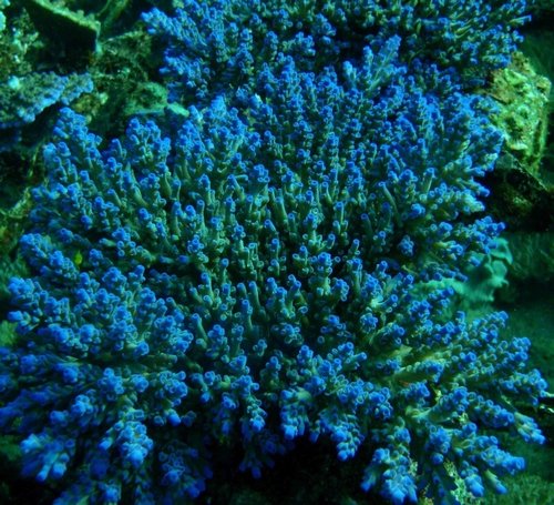 Her kan man se de skålformede corallites på Acropora tenuis