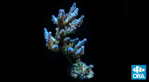 Jeg ved godt, at dette billede af ORA´s Joe the Coral allerede har været vist, men det er nemmere at sammenligne når de står over for hinanden.