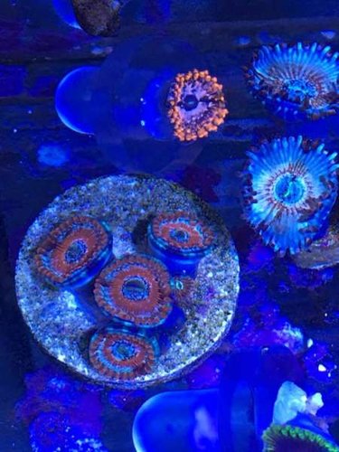 13650626_10153764611525665_1724009665_n.jpg (37.72 KiB) Vist 6373 gange Blue agave og Utter Chaos