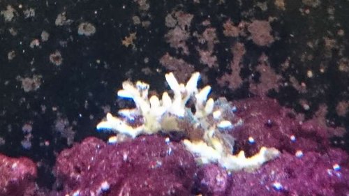 Gammel koral der voksede og klarede sig fint intil sidste uge. nu den næsten død også