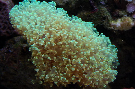 Euphyllia Divisa 1.jpg