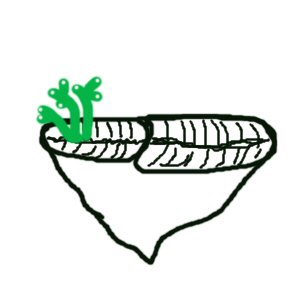 Euphyllia Divisa tegning.jpg