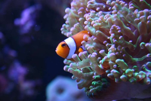 Amphiprion ocellaris kigger ud fra sit hjem