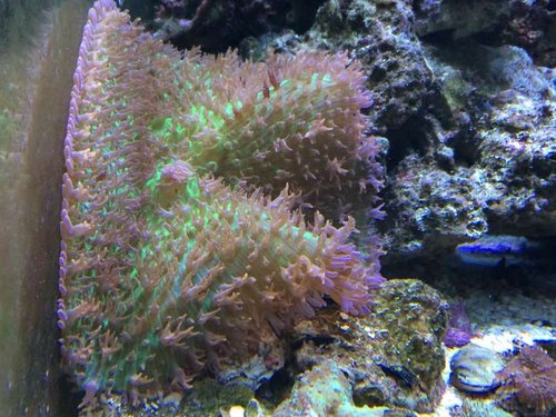 big rhodactis &quot;Hairy&quot; Mushroom coral