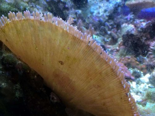 big rhodactis Hairy Mushroom coral bagfra;-)
