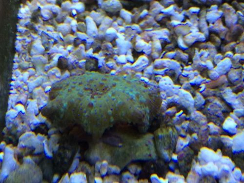 Blue micro dots