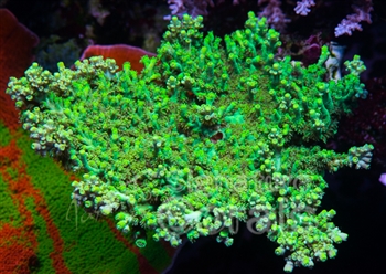 Her er Jason Fox´s Toxic Aculeus. Væksten er den samme, den er bare selvlysende grøn. <br />Han skriver, sædvanen tro, intet yderligere om korallen. Ingen oplysninger om, hvor den kommer fra.
