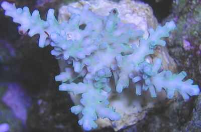 Acropora navinii fra Reeffarmers.