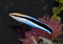 bluestreak cleaner wrasse