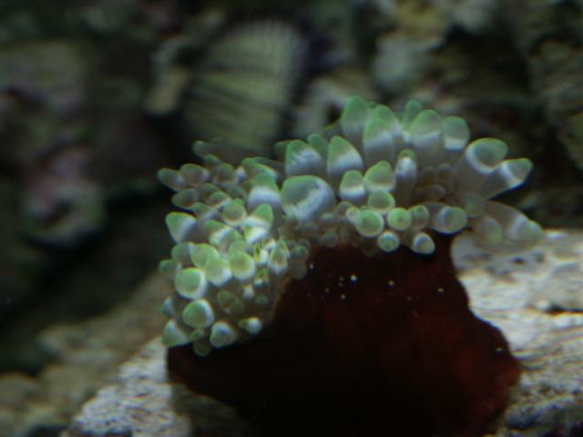 bobbel anemone.JPG