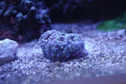 Acanthastrea tricolor.