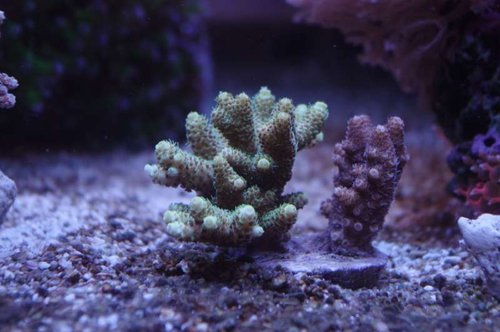En sten med acropora millepora grøn og rød.