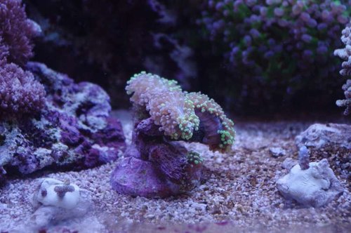En euphyllia bicolor.