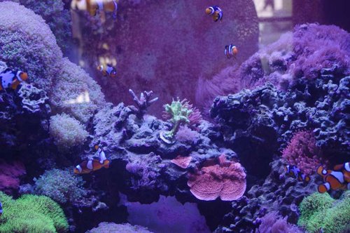 Et billede af acropora blue stag horn, hydnophora &quot;super gren&quot; og en sten med en rød og en grøn seriatopora hystrix