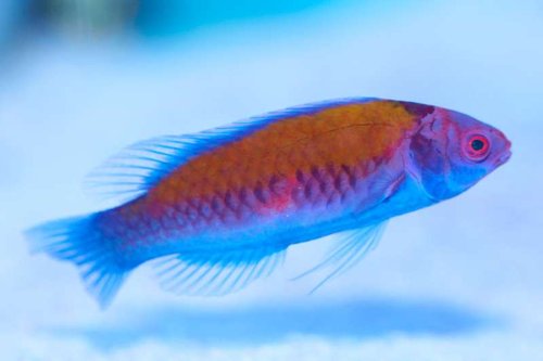 Cirrhilabrus aurantidorsalis-Fiskehulen-2.jpg