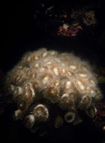 Caulastrea.jpg