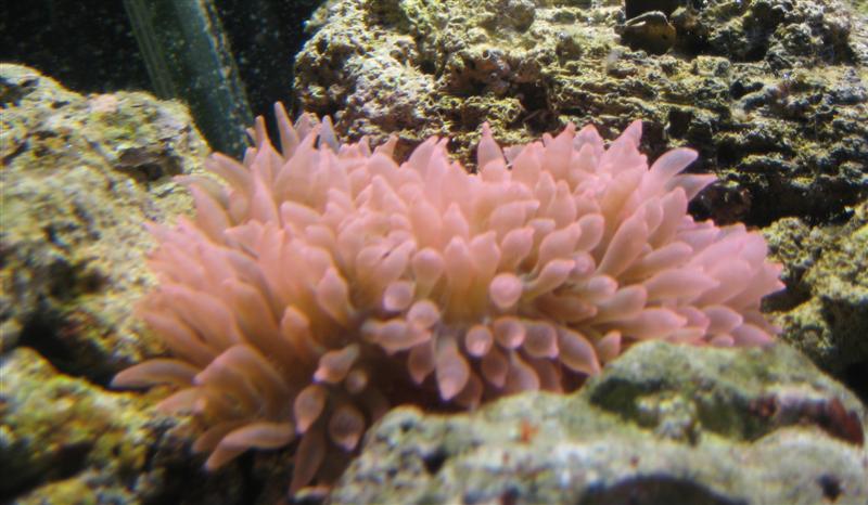 Den lyserøde anemone.